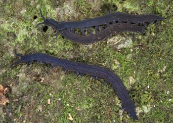 Media type: image; Invertebrate Zoology 29204